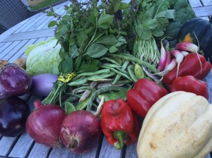 CSA Week 17